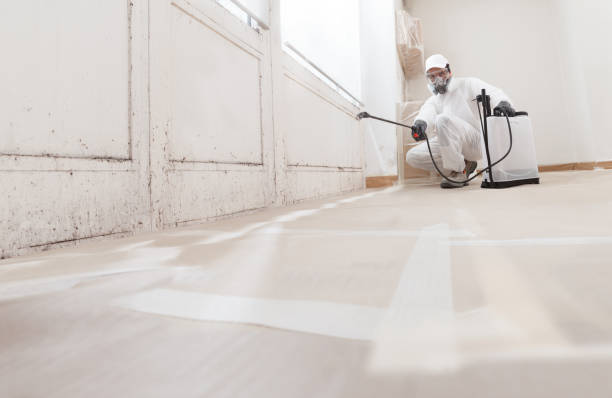 24/7 Emergency Black Mold Remediation experts in Dorr, MI