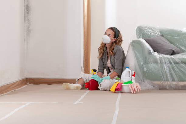 Reliable Black Mold Remediation contractor in Dorr, MI by 24 Hour Mold Removal