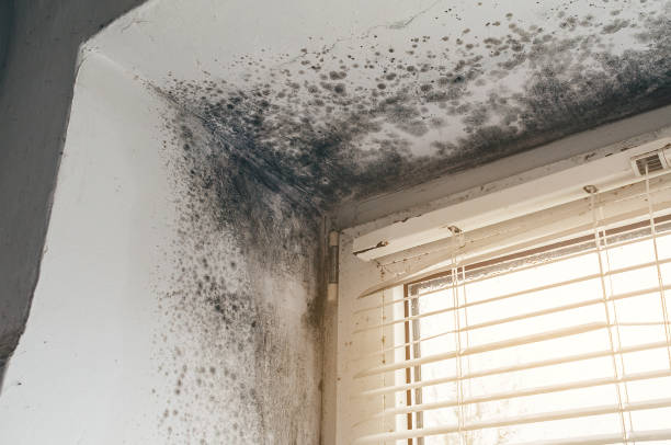 Affordable Black Mold Remediation solutions in Dorr, MI