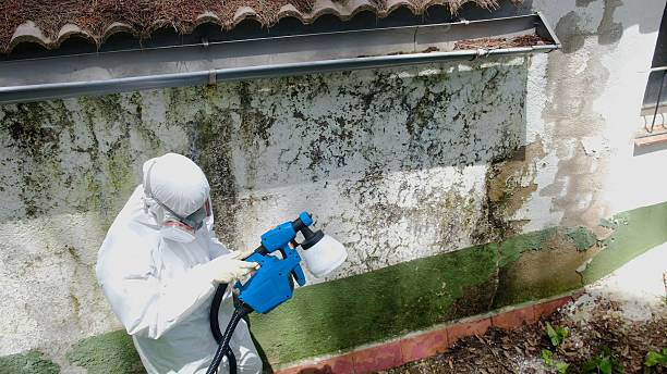 Top rated local Black Mold Remediation specialists in Dorr, MI